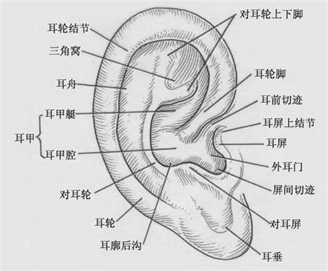 耳廓突出|耳廓是五官美学的重要组成部分！出现这些情况，请注意可能是耳。